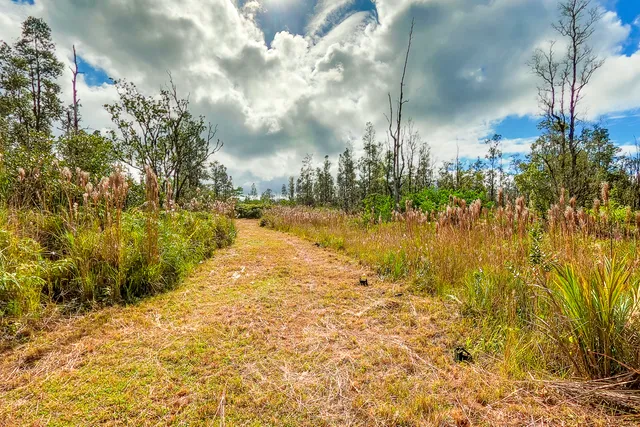 a view of yard with green space