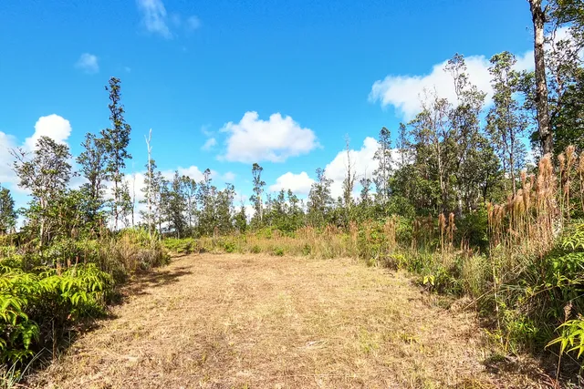 a view of a yard with trees