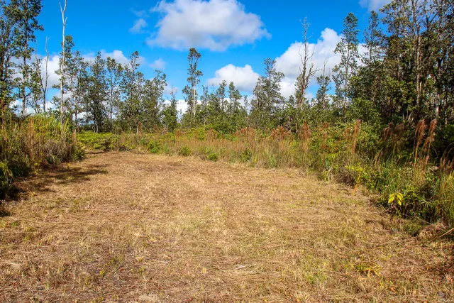 a view of a garden with plants and large trees