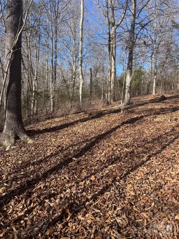 a view of dirt yard with large trees