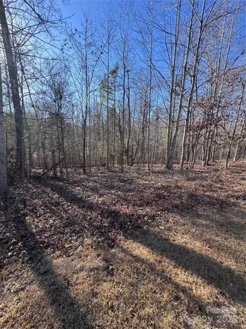 a view of a forest filled with trees