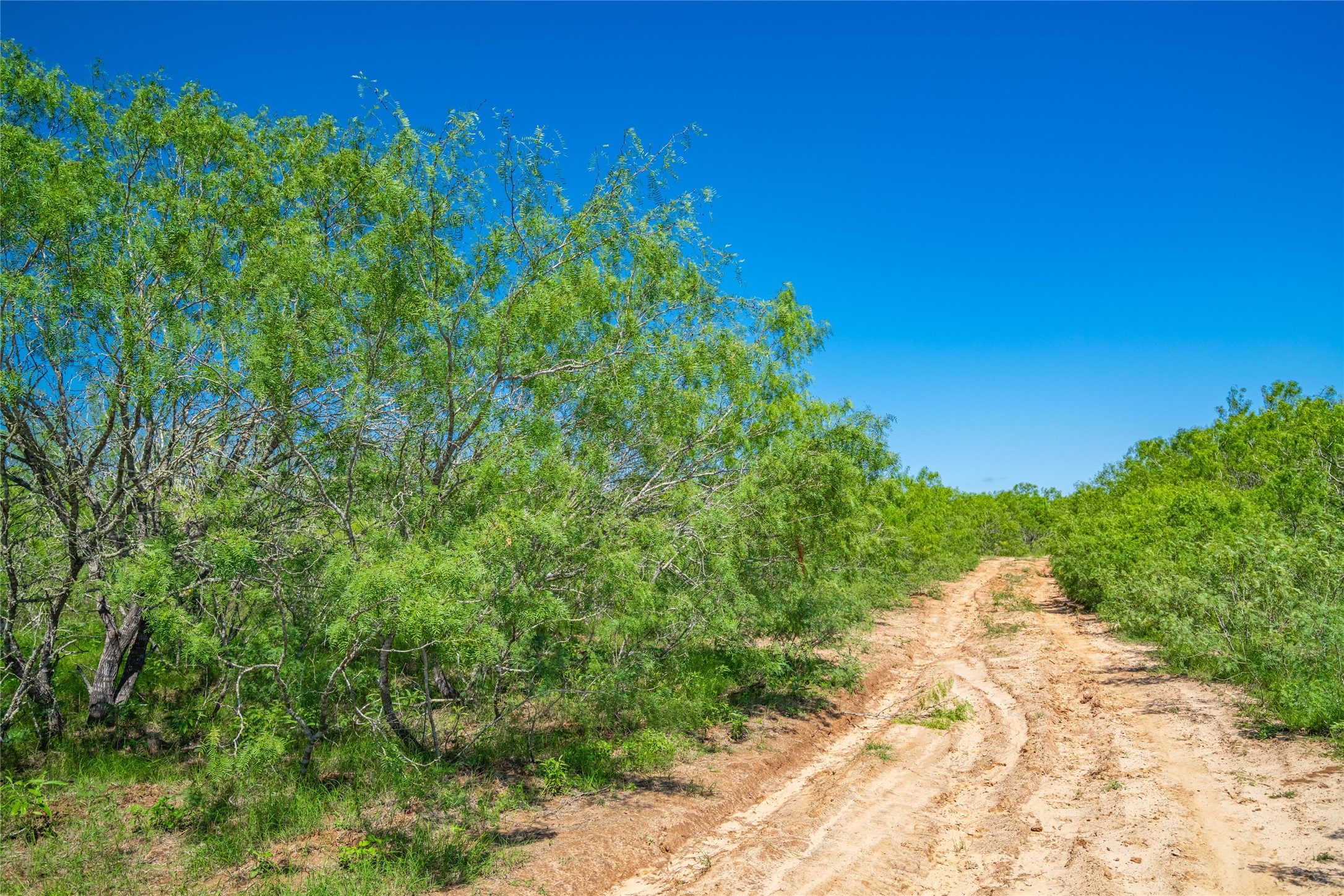 0 Sparta Field Road Waelder, TX 78959 - Photo 14 of 42 a view of a yard