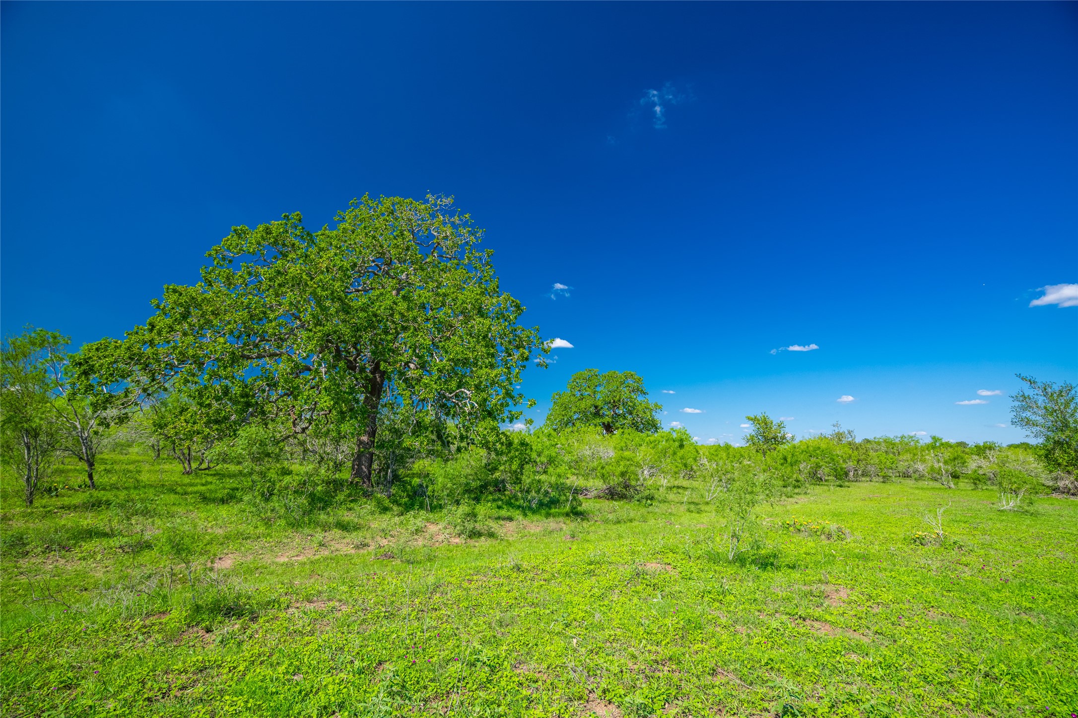 0 Sparta Field Road Waelder, TX 78959 - Photo 17 of 42 a view of a garden
