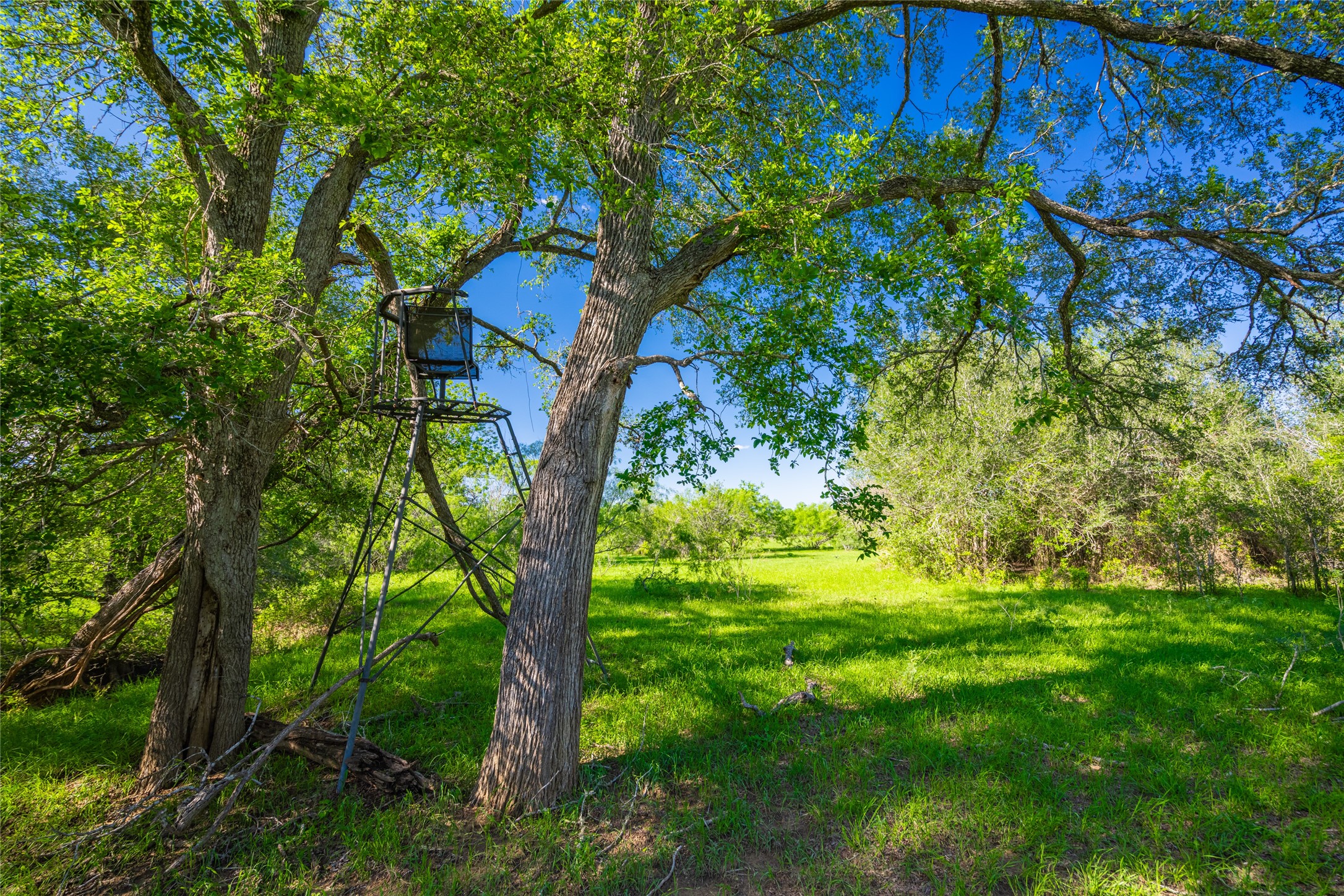 0 Sparta Field Road Waelder, TX 78959 - Photo 2 of 42 a backyard of a house with lots of potted plants and large trees