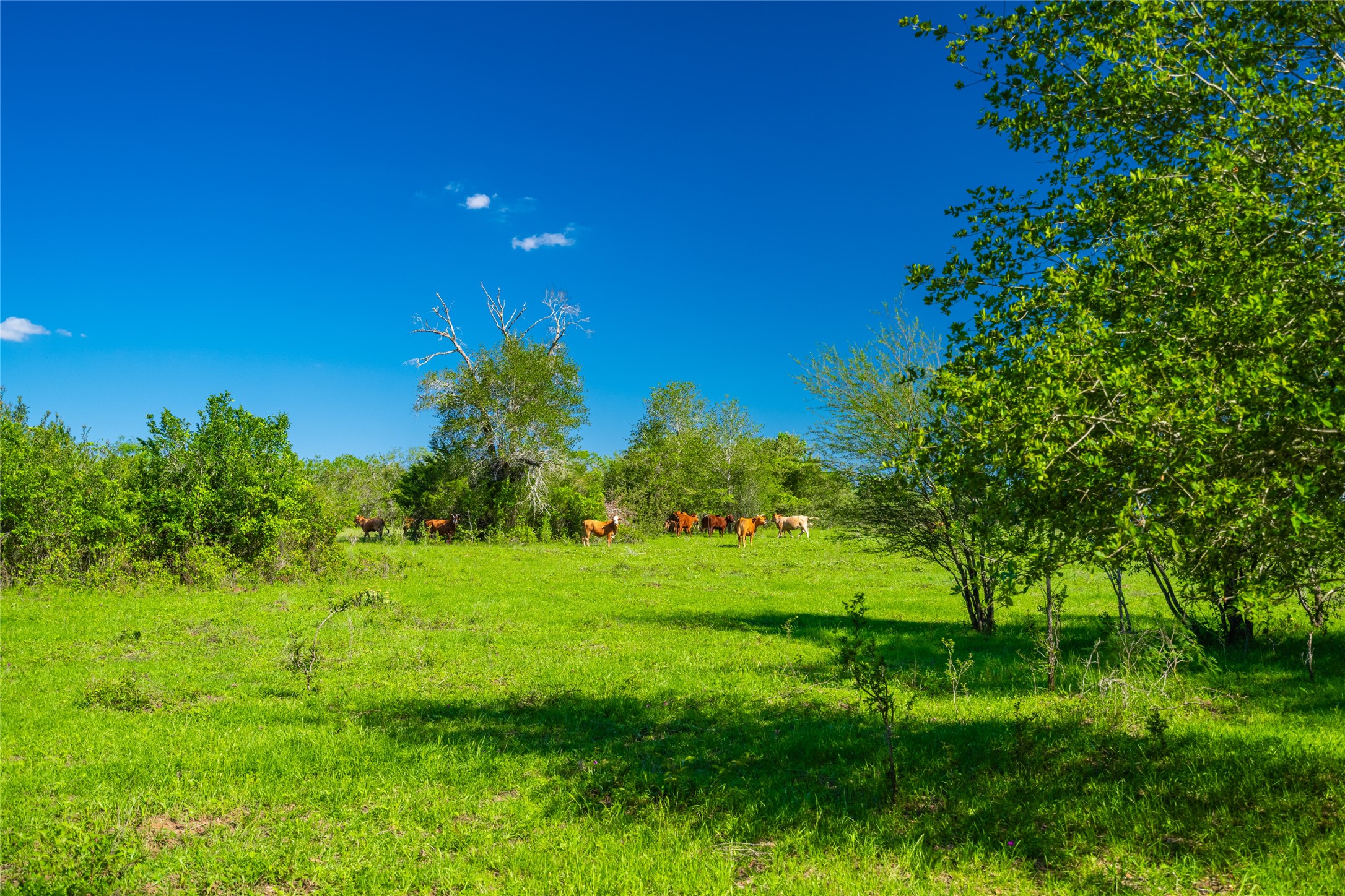 0 Sparta Field Road Waelder, TX 78959 - Photo 21 of 42 a view of a lush green space