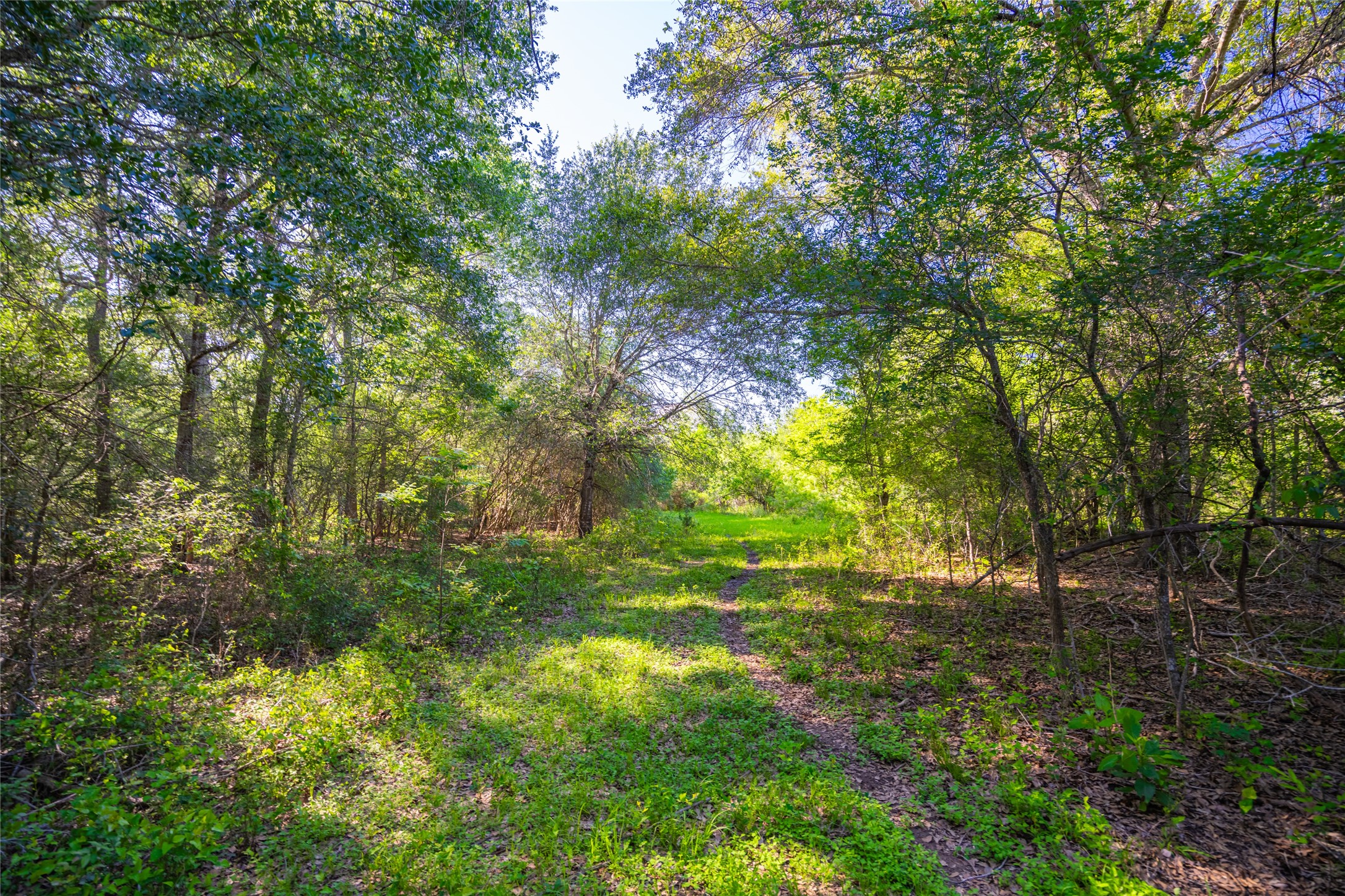 0 Sparta Field Road Waelder, TX 78959 - Photo 24 of 42 a view of yard