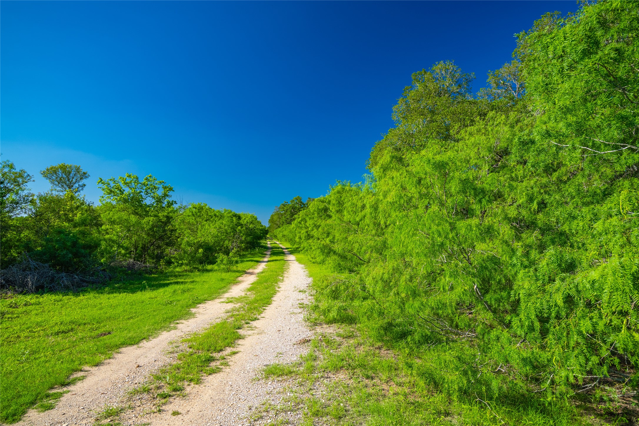 0 Sparta Field Road Waelder, TX 78959 - Photo 27 of 42 a view of a yard with plants