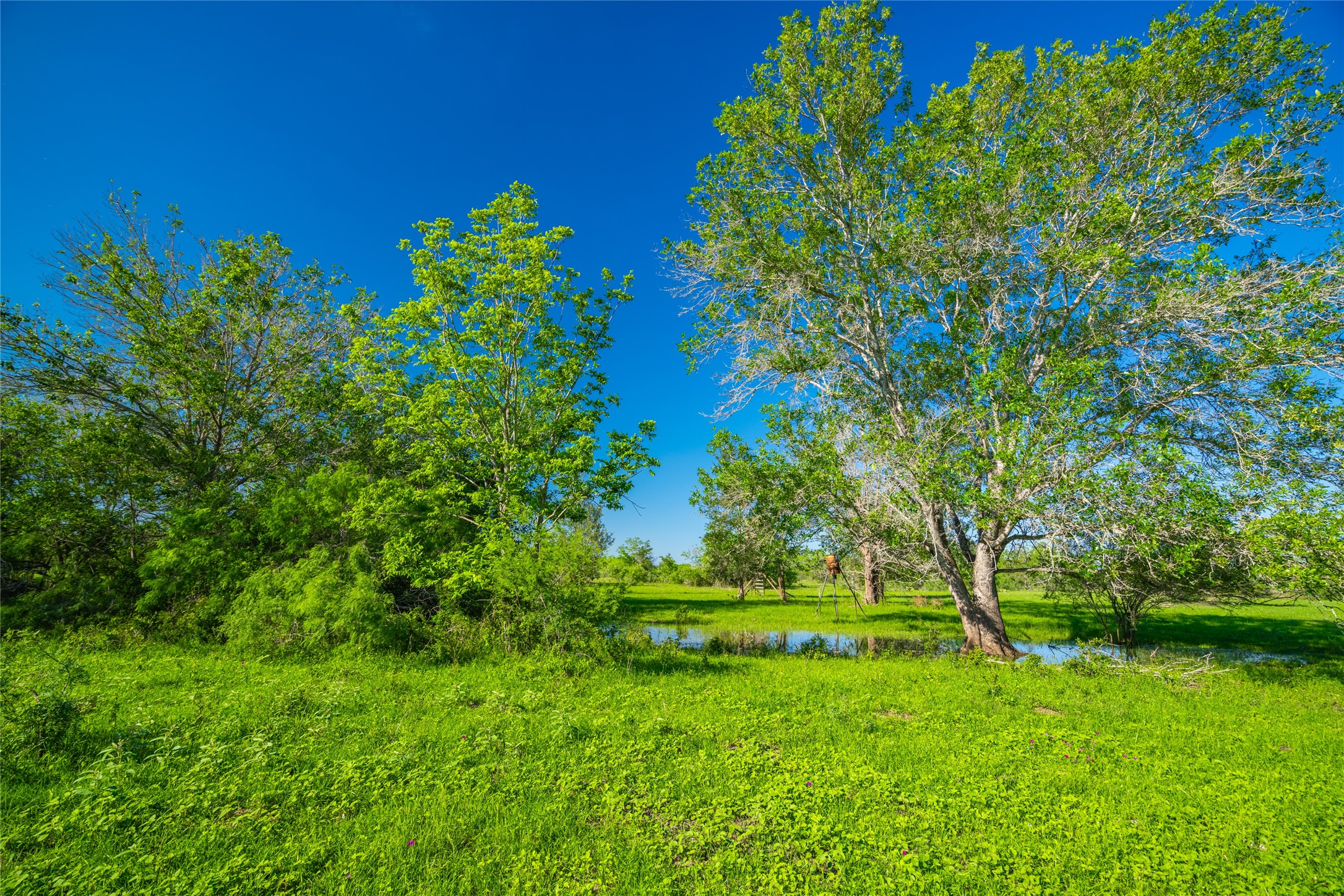 0 Sparta Field Road Waelder, TX 78959 - Photo 4 of 42 a view of a yard with a tree