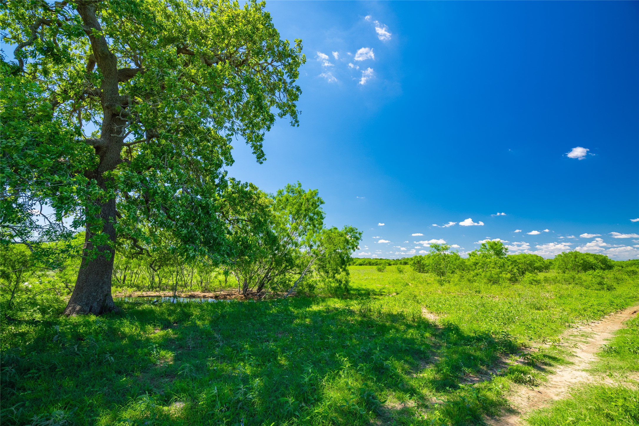 0 Sparta Field Road Waelder, TX 78959 - Photo 9 of 42 a view of a yard with plants and large trees