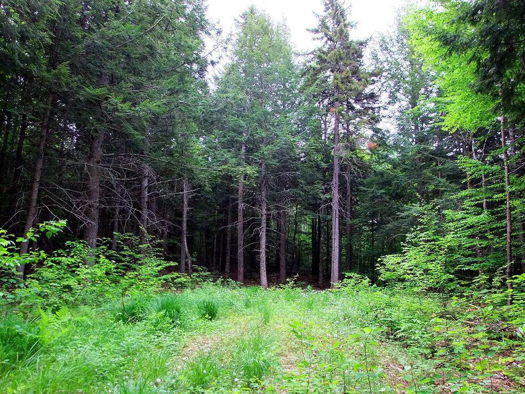 Lot 1 South Shore Road Houlton, ME 04730 - Photo 28 of 35 Photo