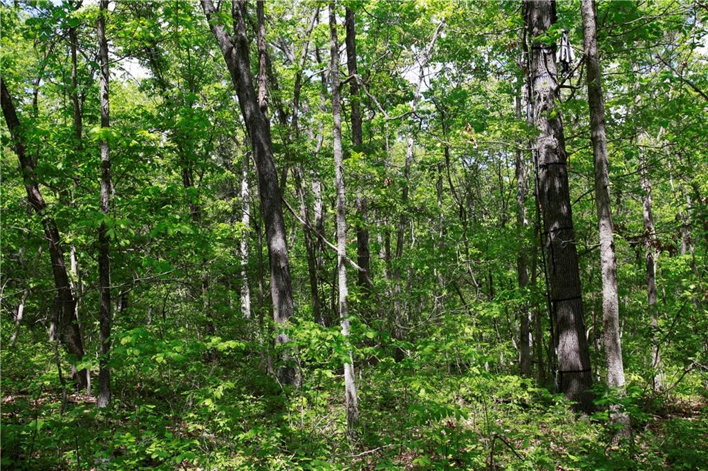 Tbd Southeast 1121st Road Deepwater, MO 64740 - Photo 14 of 26