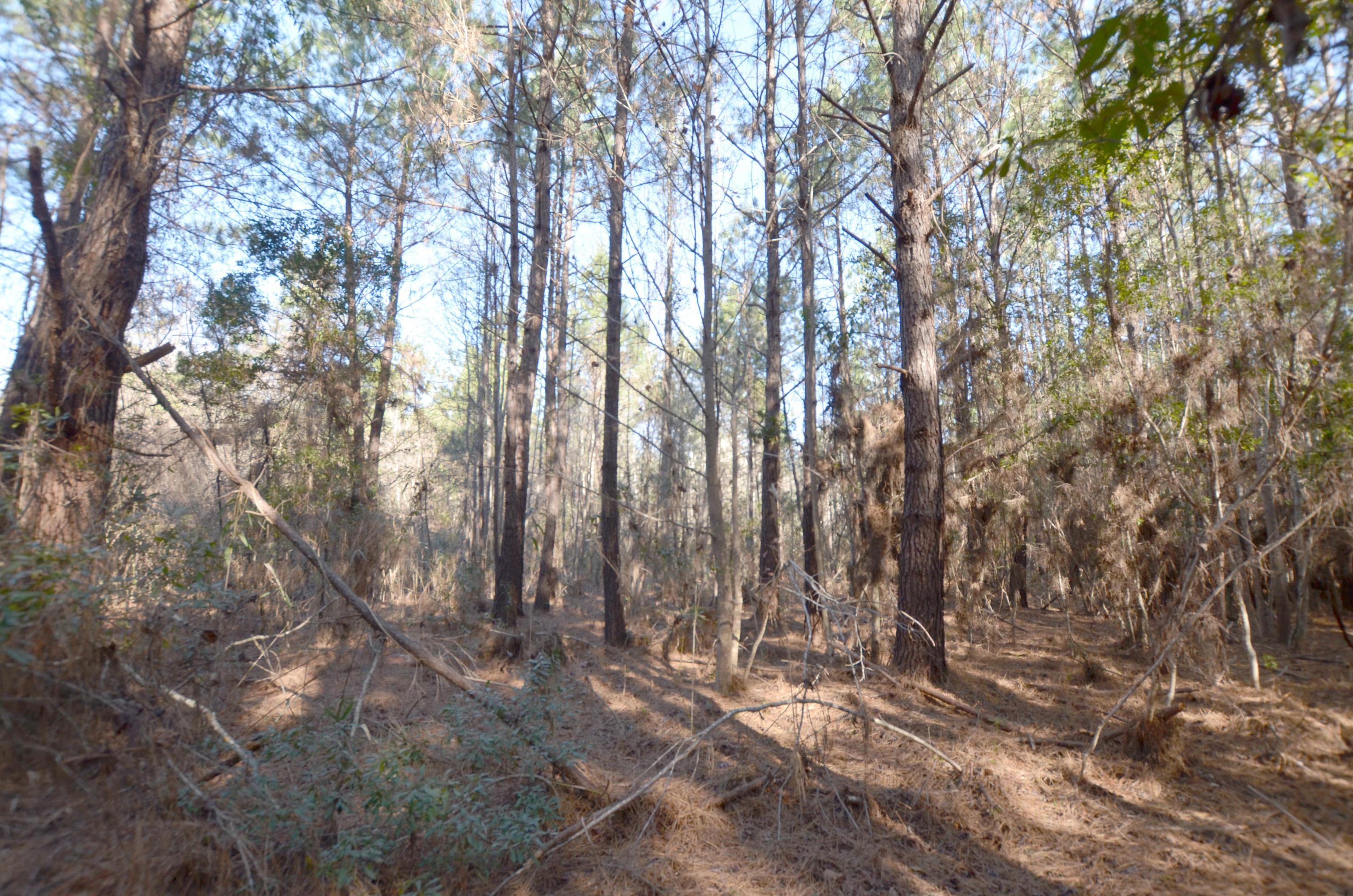 1364 Tibwin Road McClellanville, SC 29458 - Photo 3 of 4 2
