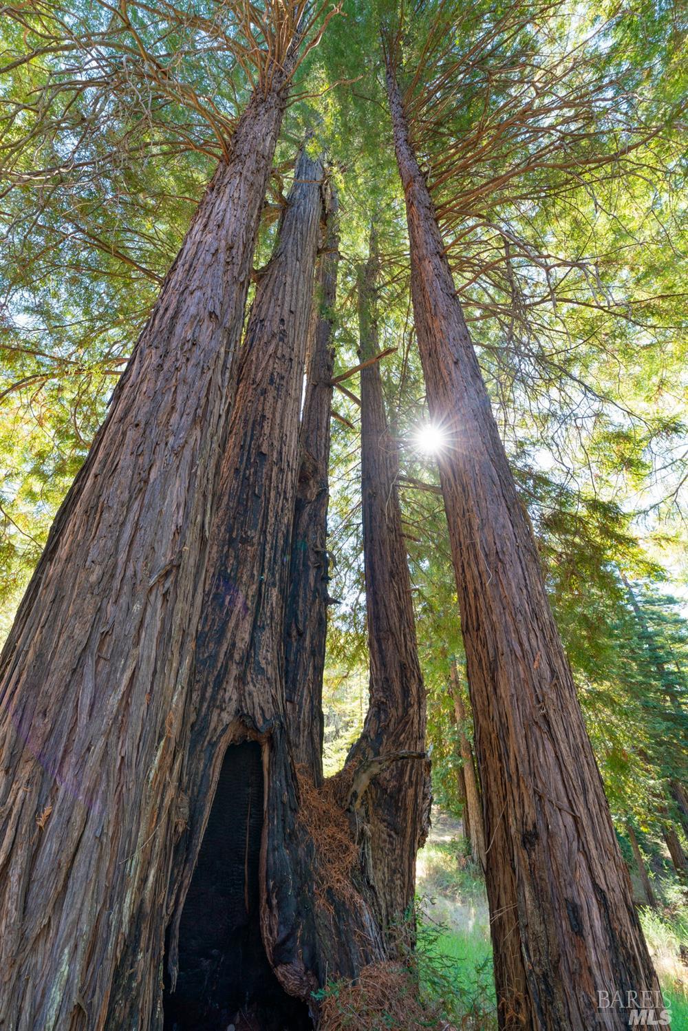 20205 Tumbling McD Road Philo, CA 95466 - Photo 70 of 78