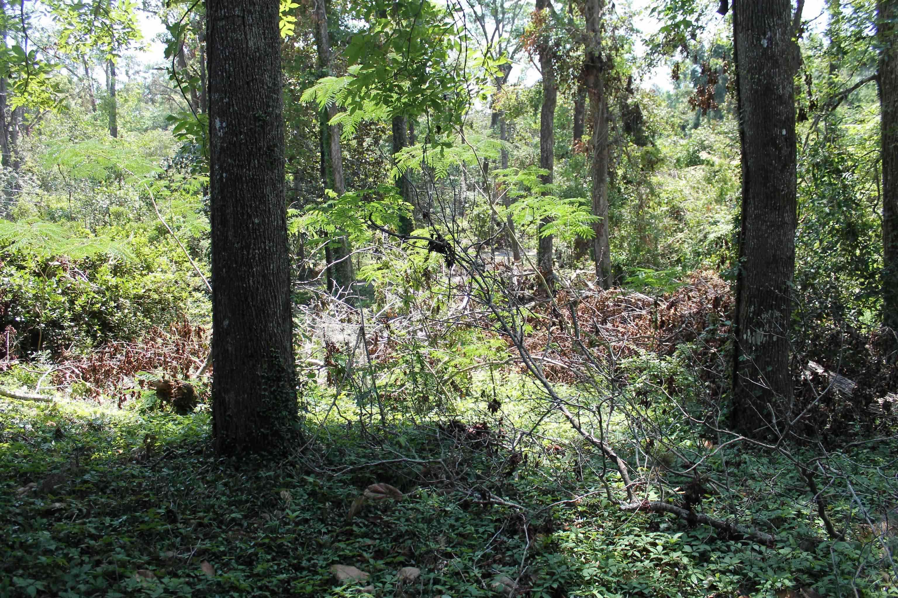 1510 Chocksacka Nene Tallahassee, FL 32301 - Photo 4 of 9