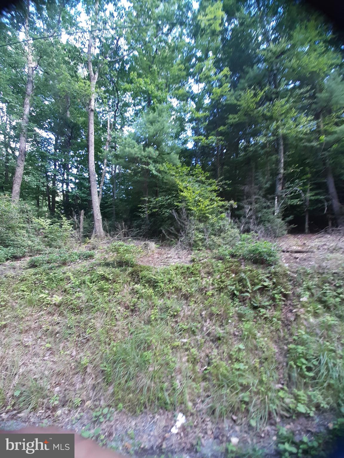 0 Rupp Road Elliottsburg, PA 17024 - Photo 3 of 7 WOODS