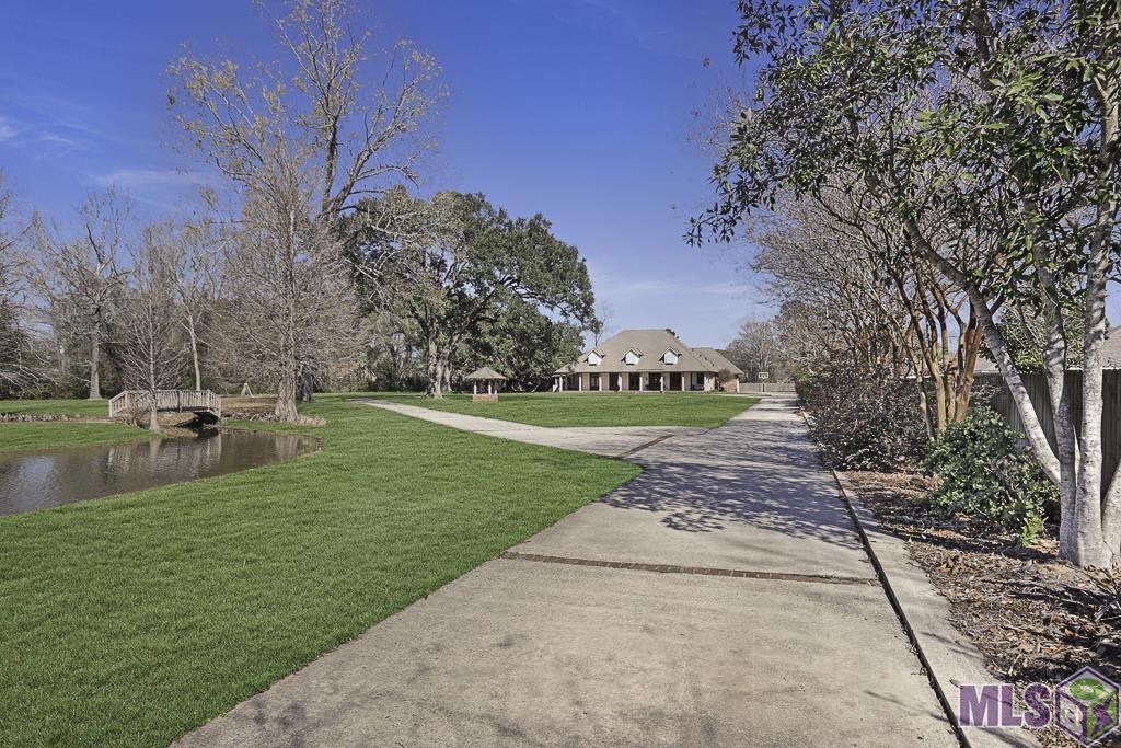 Drivewway lined with Crepe Myrtles