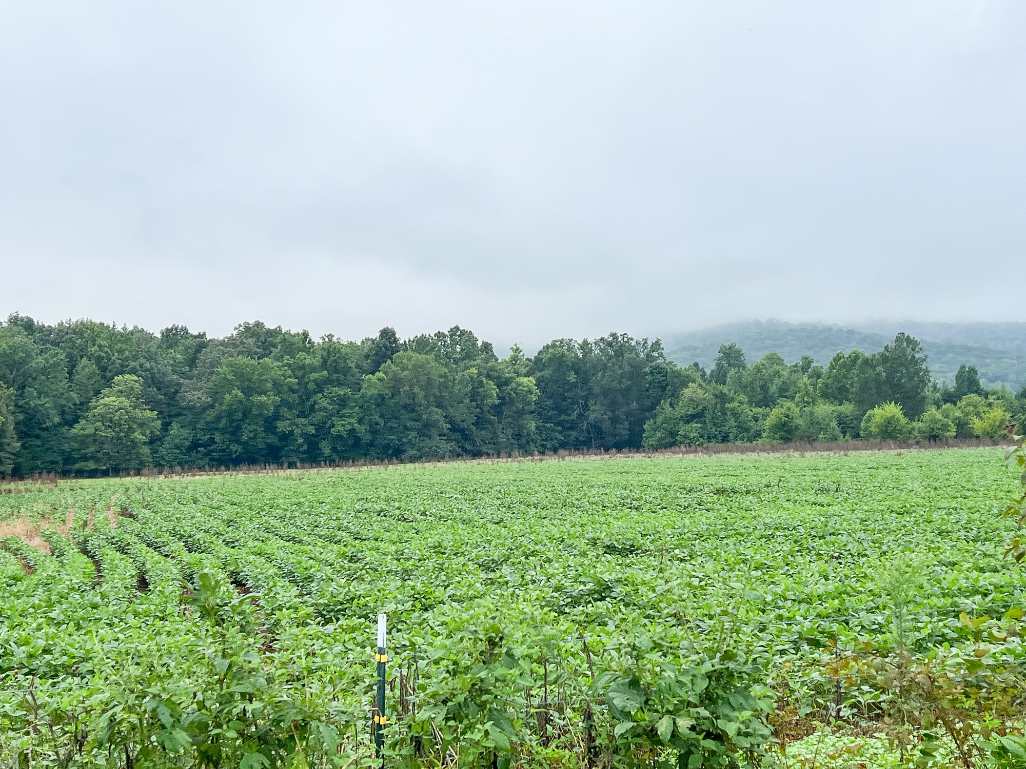 836 Spur Road Decherd, TN 37324 - Photo 2 of 5 a view of an outdoor space and a yard