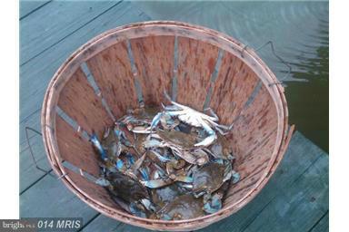 8167 Orchard Point Road Pasadena, MD 21122 - Photo 10 of 14 Crabbing Fun
