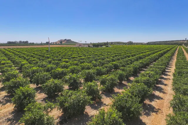 a view of a lush green space with sea