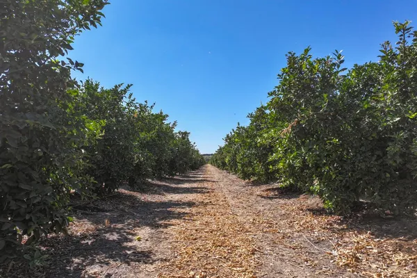 a view of backyard with green space