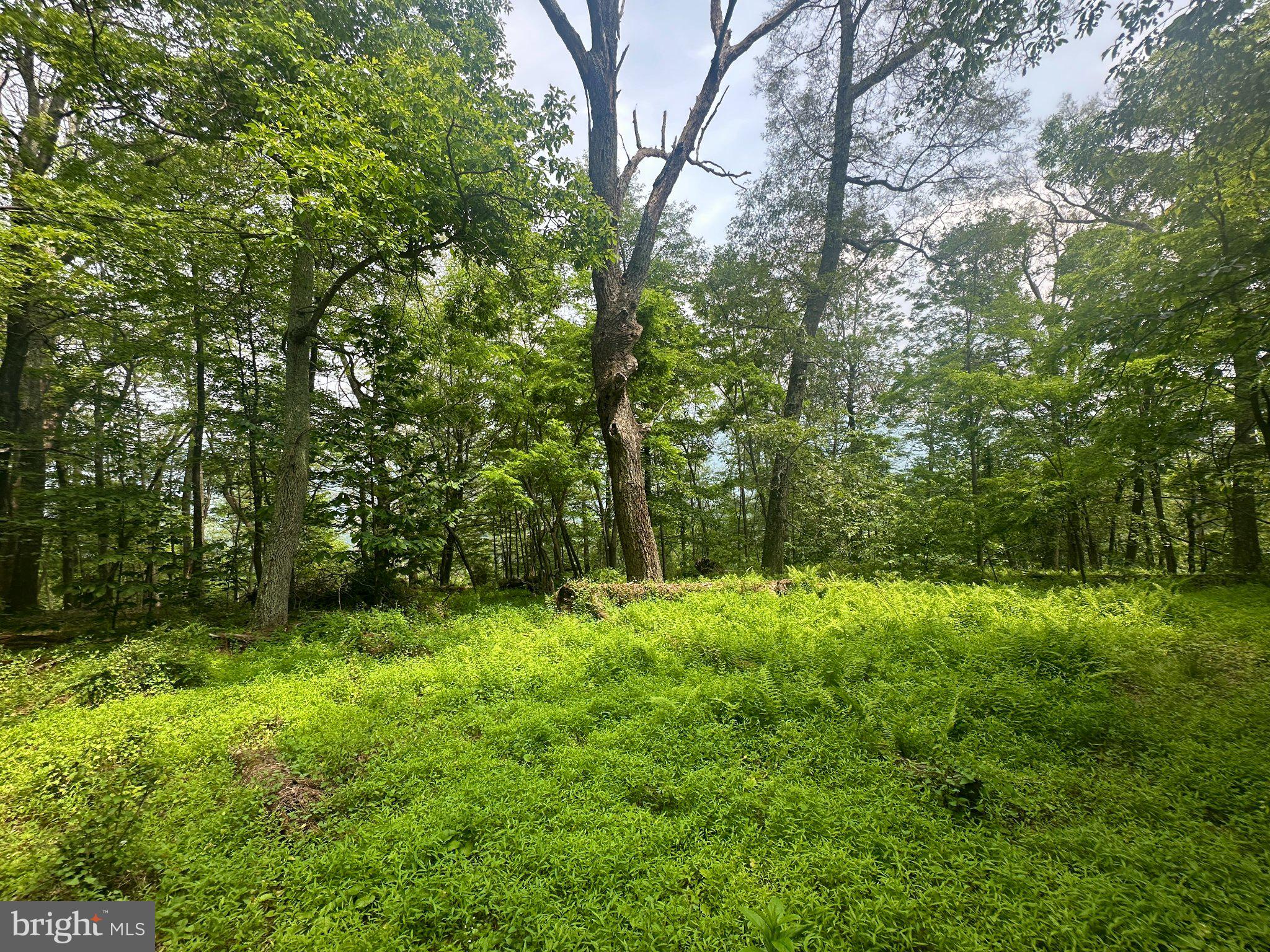 5620 High Knob Road Old Fields, WV 26845 - Photo 18 of 19 Gallery Image 18