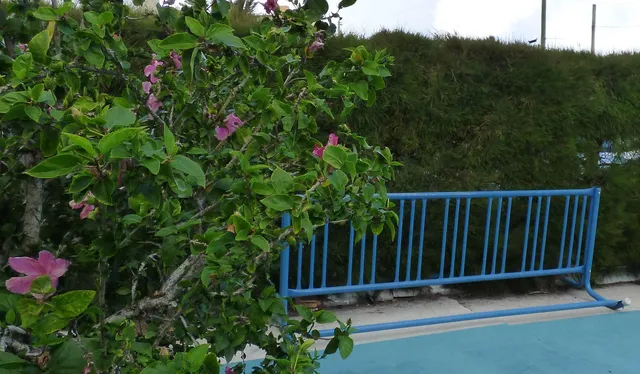 a view of small garden with statue
