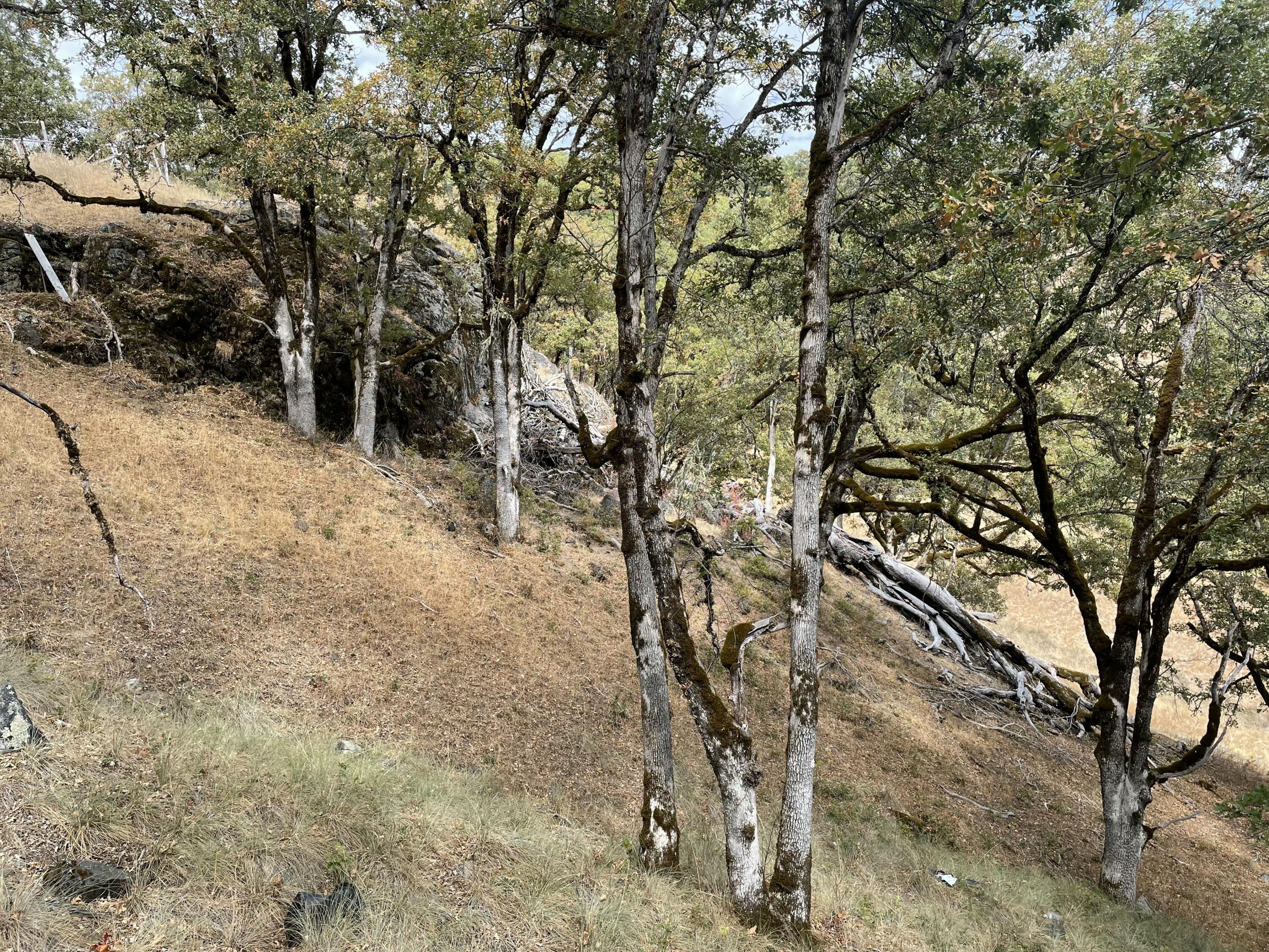 40-acres 40-acres Ridge Road Mad River, CA 95526 - Photo 19 of 28