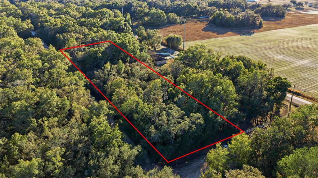 Southwest 139th Court Dunnellon, FL 34432 - Photo 2 of 13 a view of a tree in a garden