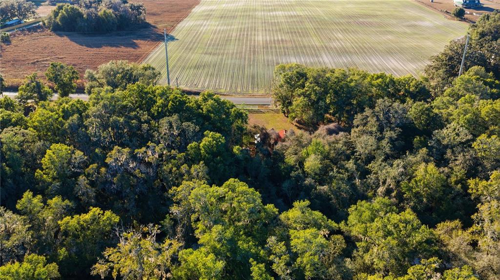 Southwest 139th Court Dunnellon, FL 34432 - Photo 4 of 13 a plant that is in a garden