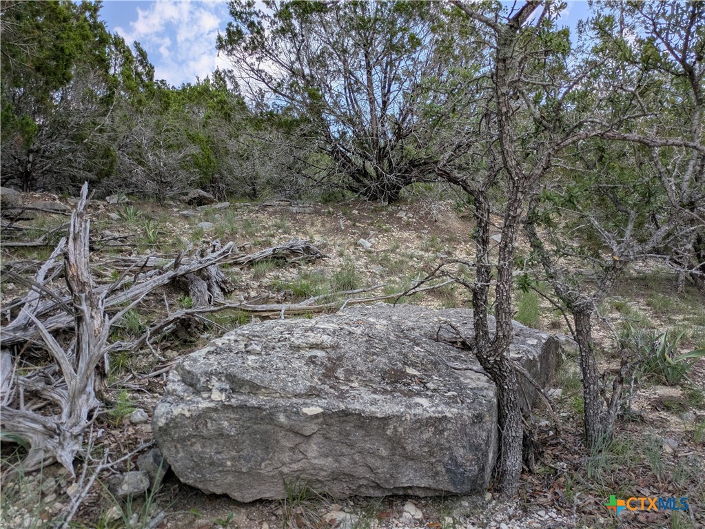 3 County Road 4390 Kempner, TX 76539 - Photo 8 of 9 a view of a yard with large trees
