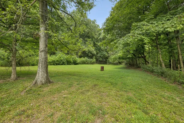 a view of a garden with a tree