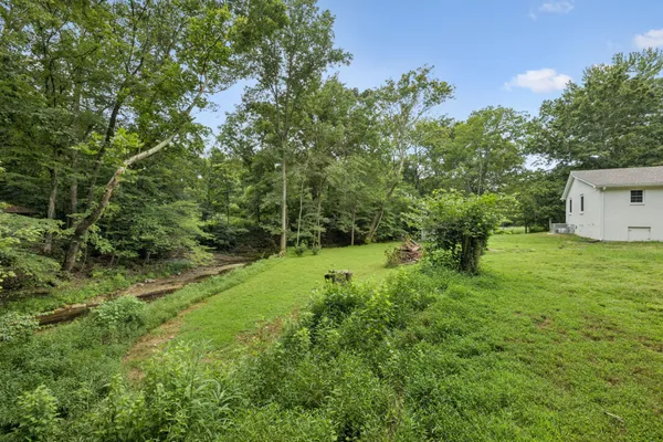 a lush green forest with lots of trees