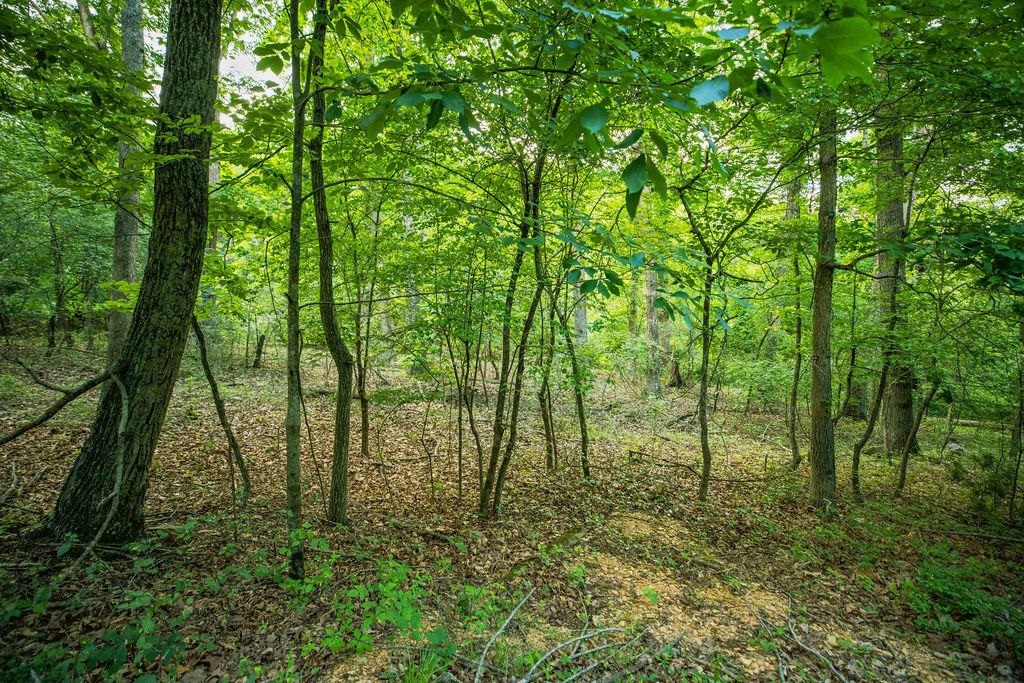 Tbd Calf Mountain Road Waynesboro, VA 22980 - Photo 31 of 36