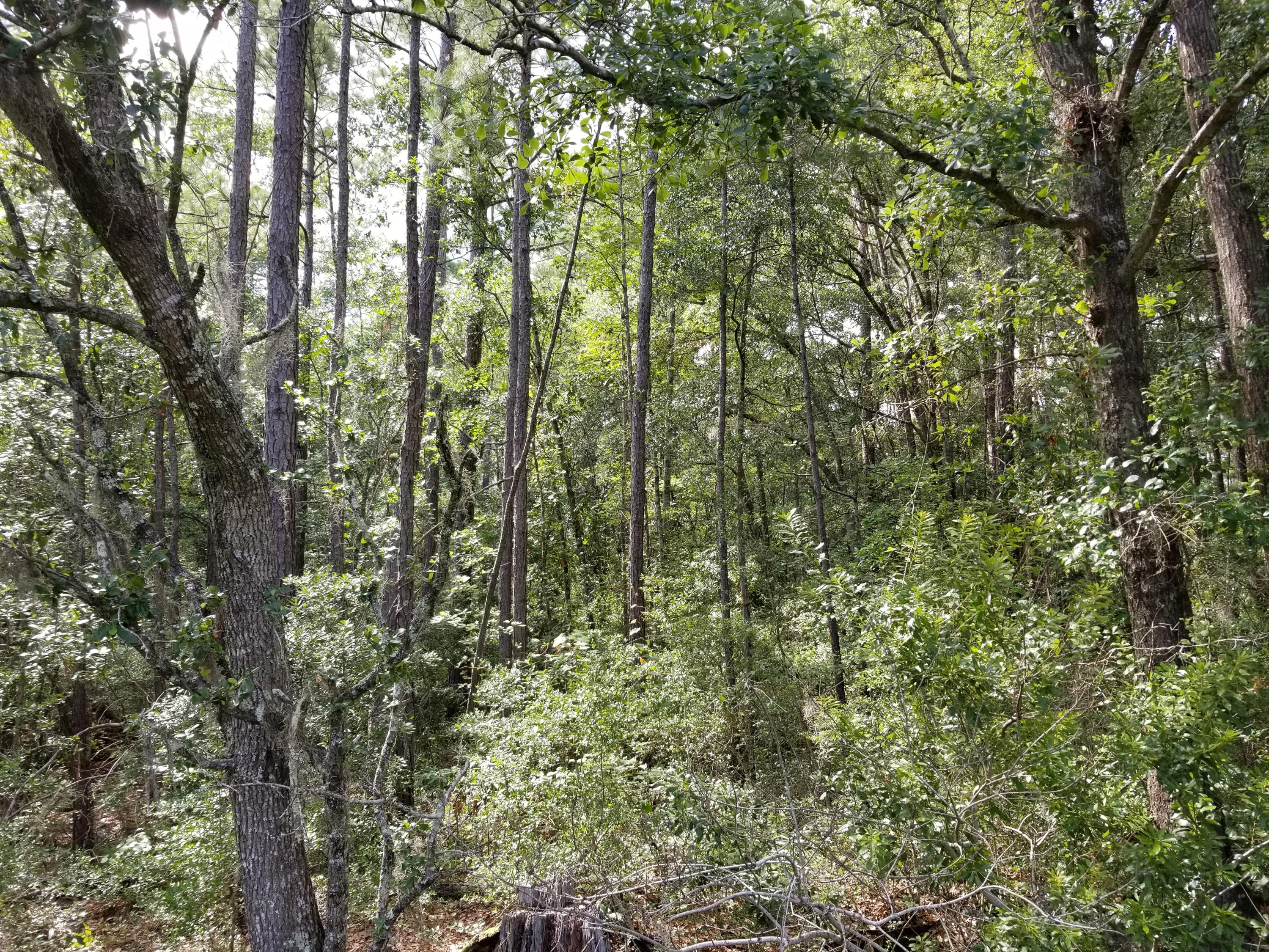 330 Society Road McClellanville, SC 29458 - Photo 11 of 11 20200626_162757