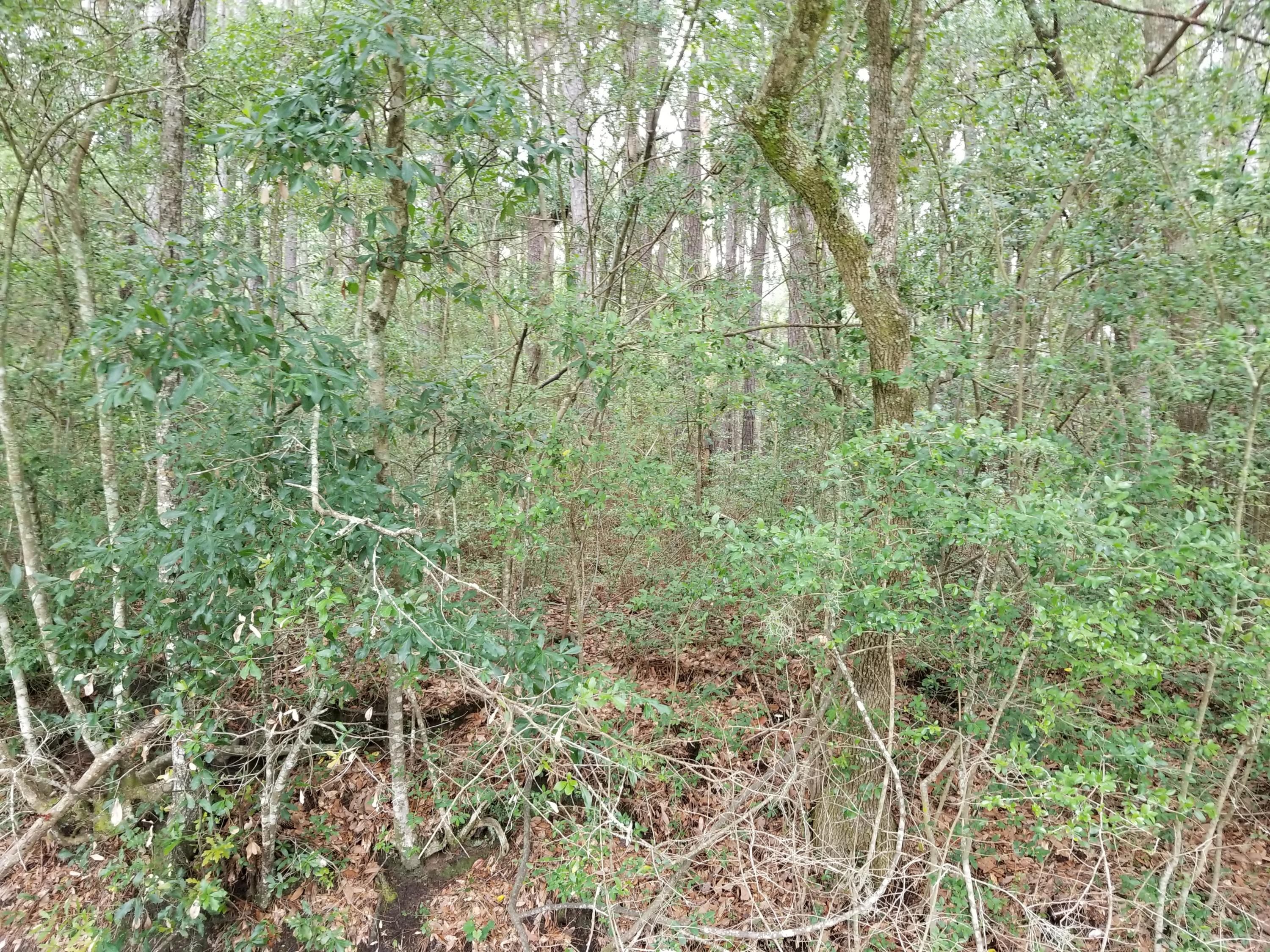 330 Society Road McClellanville, SC 29458 - Photo 6 of 11 20200617_125518