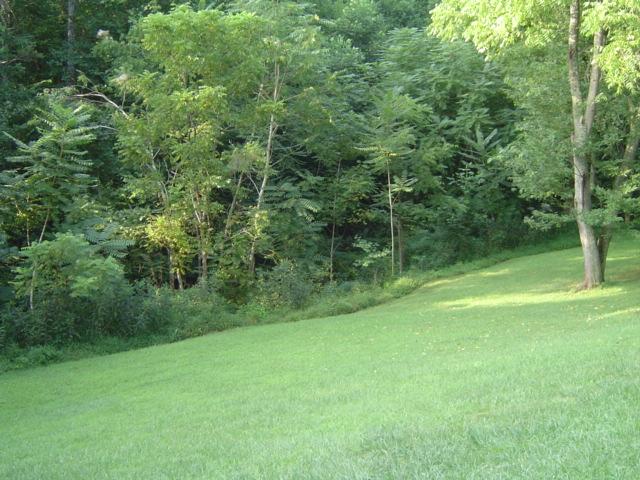 2222 Haw Patch Road Ferrum, VA 24088 - Photo 5 of 6 a view of a grassy field with trees in the background