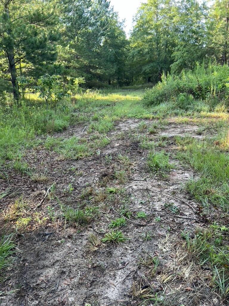 0 Archie Ware Road Trenton, SC 29847 - Photo 6 of 7