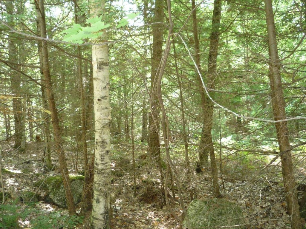 0 Cable Bridge Road Alfred, ME 04002 - Photo 2 of 10 Photo