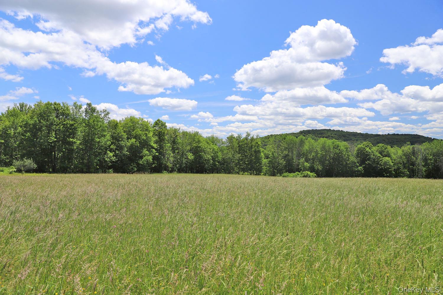 Dietz Road Callicoon Center, NY 12724 - Photo 12 of 24 Meadow to treeline