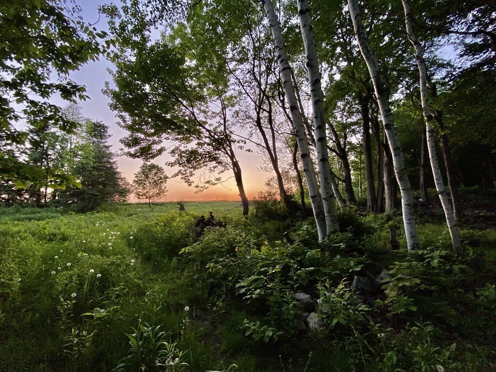 a view of backyard with green space