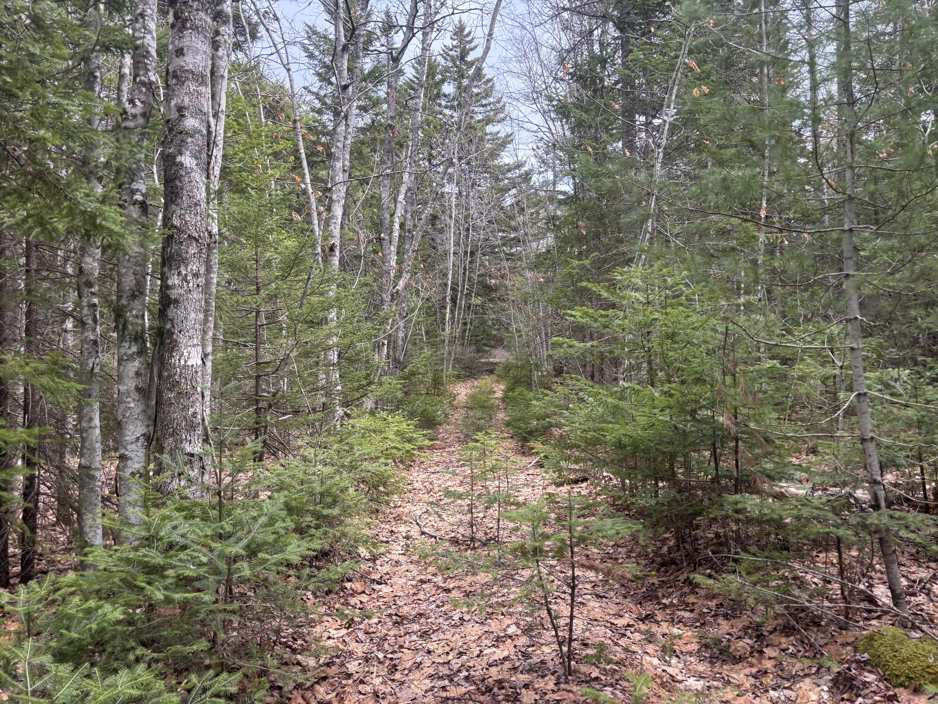 M11-l17&17c Rogers Point Road Steuben, ME 04680 - Photo 3 of 8 Lot 17 Land