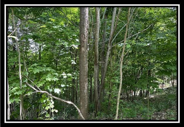 85 Weaver Road, Unit TRACT B) Chillicothe, OH 45601 - Photo 40 of 49 image039