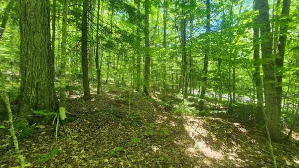 $85,000 | 0 Hillcrest Drive, Andover, VT 05143