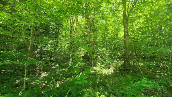 $85,000 | 0 Hillcrest Drive, Andover, VT 05143