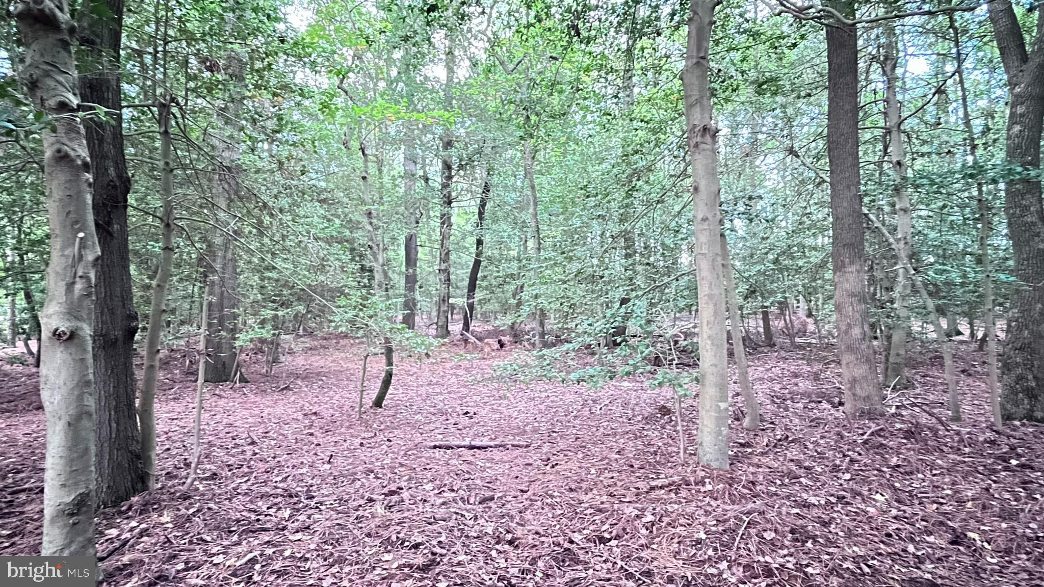 1716 Hudson Road Cambridge, MD 21613 - Photo 43 of 56