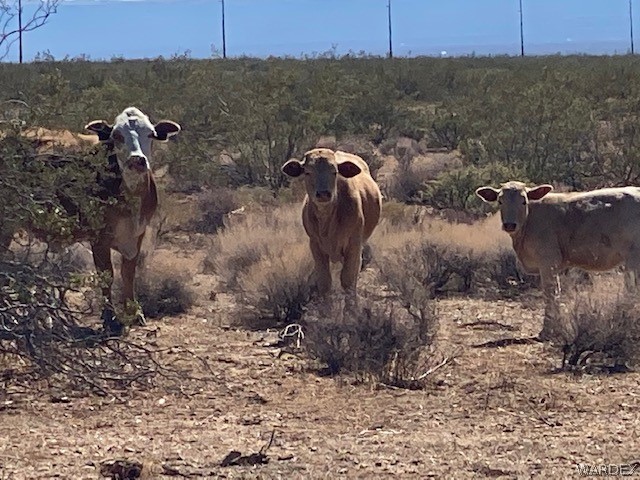 0 Legend Ranch Road Golden Valley, AZ 86413 - Photo 8 of 10