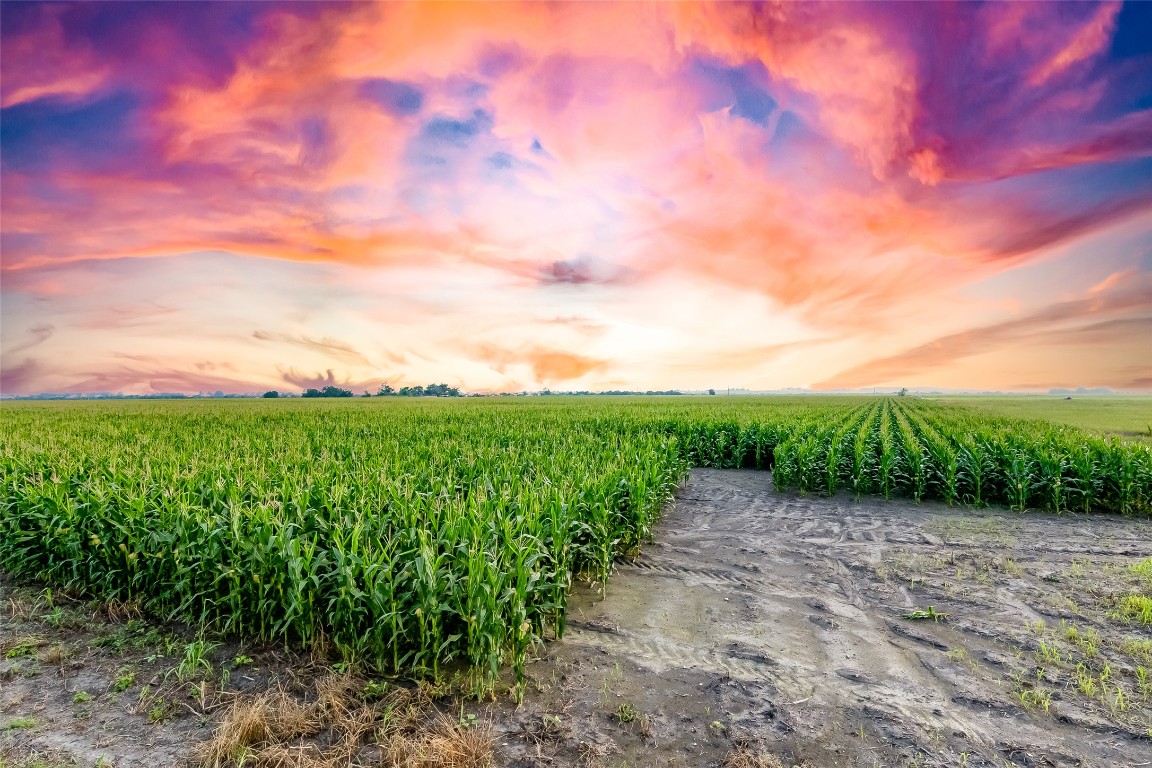 445 County Road 445 Taylor, TX 76574 - Photo 13 of 16 a view of a garden with a lake view