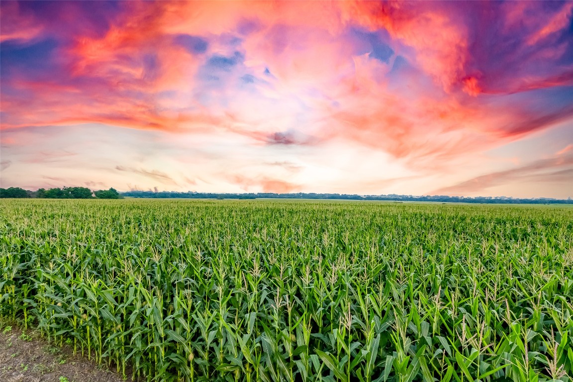 445 County Road 445 Taylor, TX 76574 - Photo 14 of 16 a view of a garden