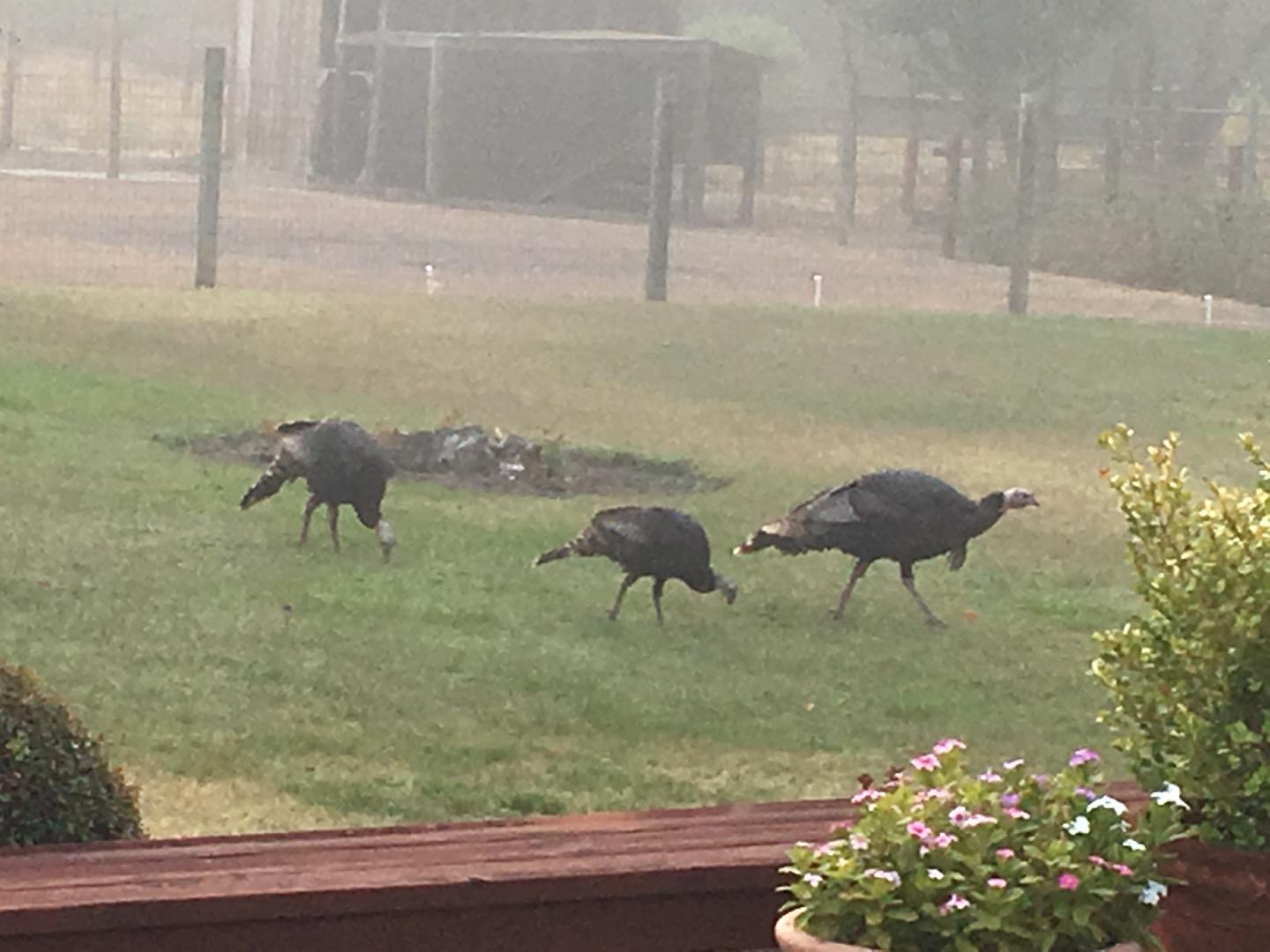 150 Nelson Road Scotts Valley, CA 95066 - Photo 11 of 11 a view of a lake from a yard