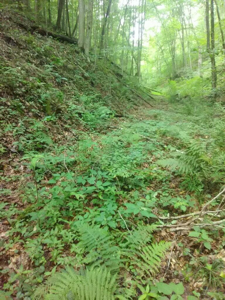 Tbd Murphy Hollow Road St. Charles, VA 24282 - Photo 1 of 2 imagejpeg_0_05